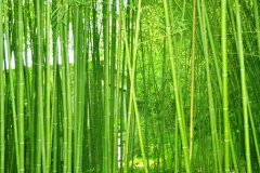 植物株高要如何測量？